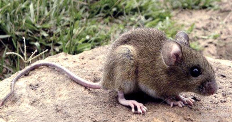 LA FHA es una enfermedad viral aguda grave producida por el virus Junín que se transmite entre roedores