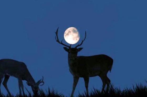 La National Geographic explicó por qué se lo denominó Superluna de Ciervo