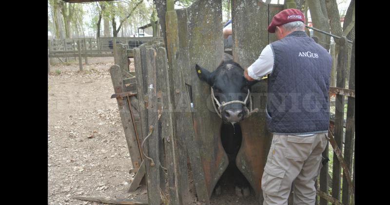 Durante la mañana ingresaron los bovinos ovinos y caballos criollos