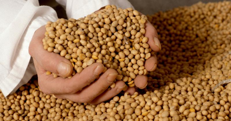 Condenan a seis personas por evasioacuten en el comercio de granos en Pergamino