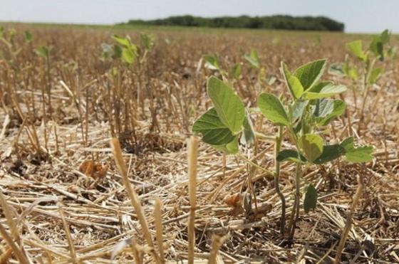 La falta de precipitaciones complicó sobre manera gran parte de las zonas cultivables