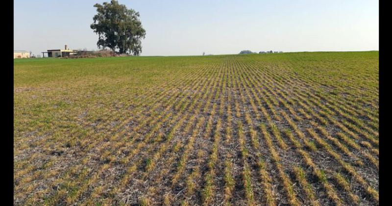 Por la sequía el trigo tendr su rendimiento ms bajo