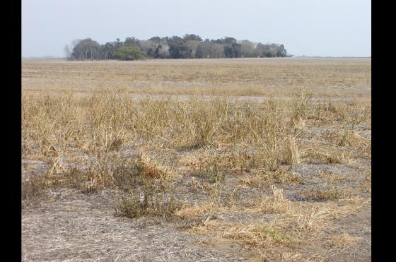 El Gobierno bonaerense declaró el estado de emergencia o desastre agropecuario en 33 partidos del distrito en diferentes períodos entre el 1° de junio y el 31 de diciembre de 2022