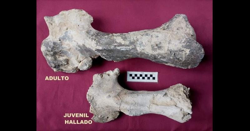 San Pedro- hallaron parte del brazo fosilizado de un joven Lestodonte