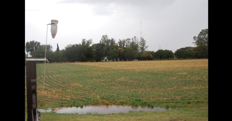 La lluvia del viernes y de ayer ms que necesaria para la siembra de trigo