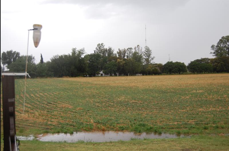 La lluvia del viernes y de ayer ms que necesaria para la siembra de trigo