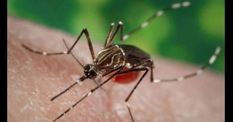 Tanto el dengue como la chikungunya son enfermedades virales que se contagian por picaduras del mosquito Aedes Aegypti