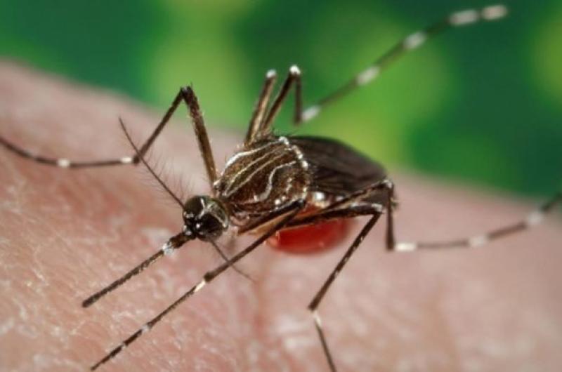 Tanto el dengue como la chikungunya son enfermedades virales que se contagian por picaduras del mosquito Aedes Aegypti