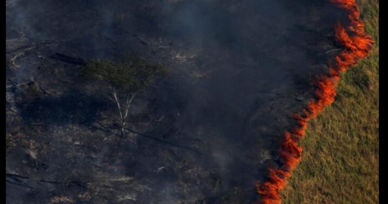 Degradación y deforestación en el Amazonas sentencia de muerte para el planeta