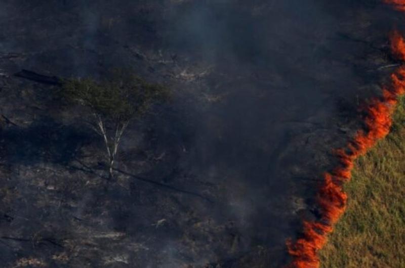 Degradación y deforestación en el Amazonas sentencia de muerte para el planeta