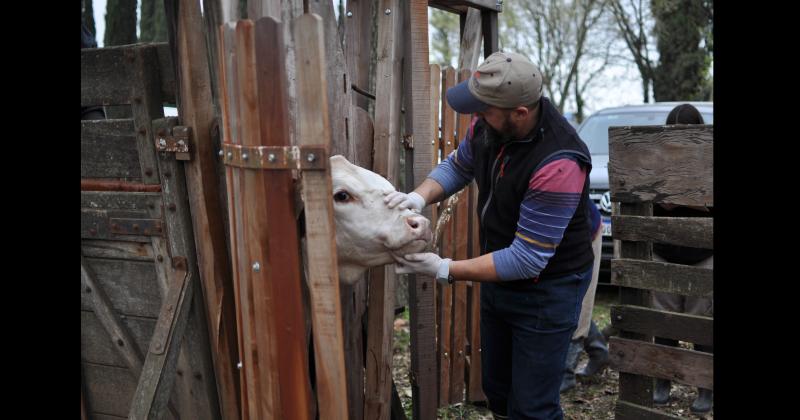 Ayer trabajó desde temprano el jurado de admisión de bovinos -foto- y el de ovinos