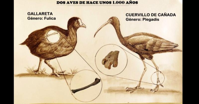 La representación grfica de las aves y las partes que fueron halladas