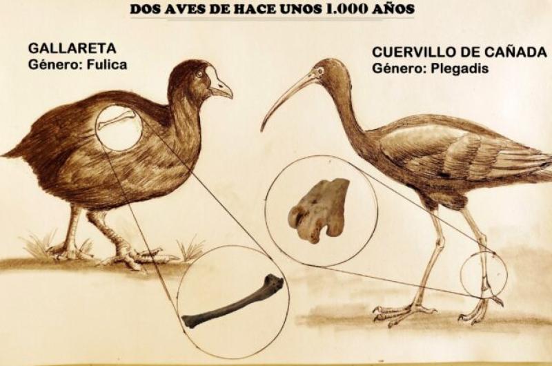 La representación grfica de las aves y las partes que fueron halladas