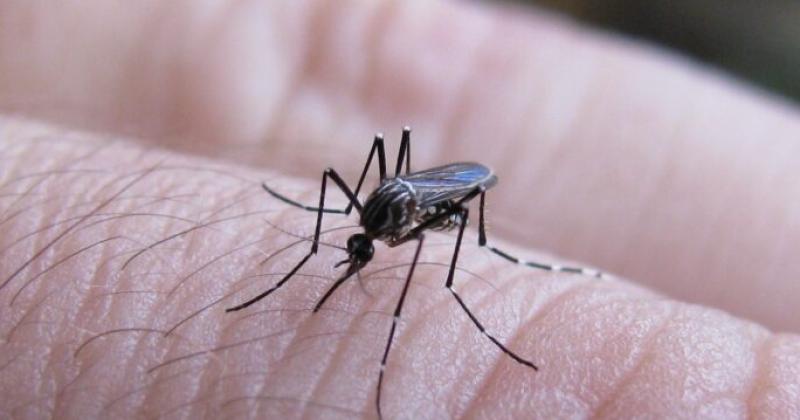 La Provincia no registra actualmente circulación autóctona de chikungunya ni de dengue