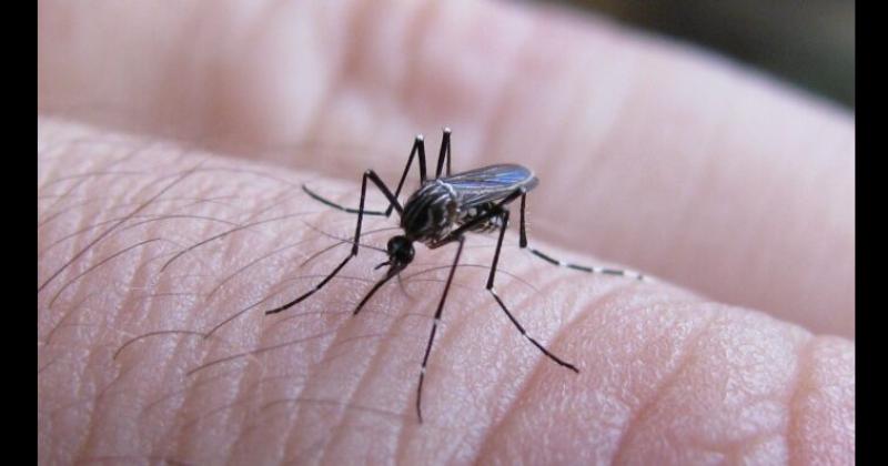 La cartera sanitaria también informó que desde agosto pasado se informaron 95 casos de dengue con signos de alarma