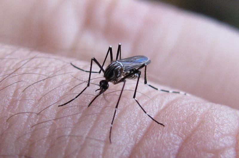 Los momentos de mayor actividad del mosquito son a la mañana temprano y a la tardecita