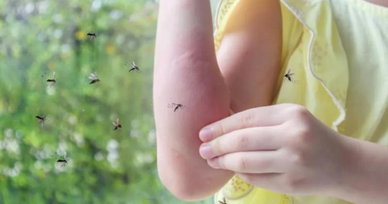 Las temperaturas agradables generan un ambiente propicio para la proliferación de los mosquitos