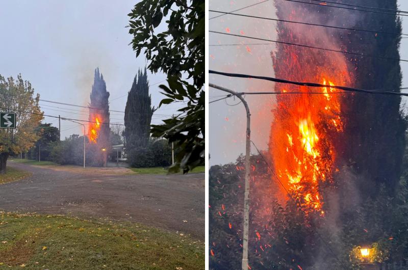 El incendio del pino se registró en la intersección de las  esquinas de calles El Jilguero y Jacarand