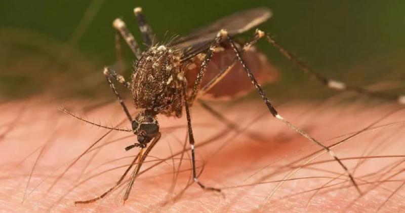 El Ministerio de Salud de la provincia de Buenos Aires informó que siguen aumentado los casos de chikungunya en la región