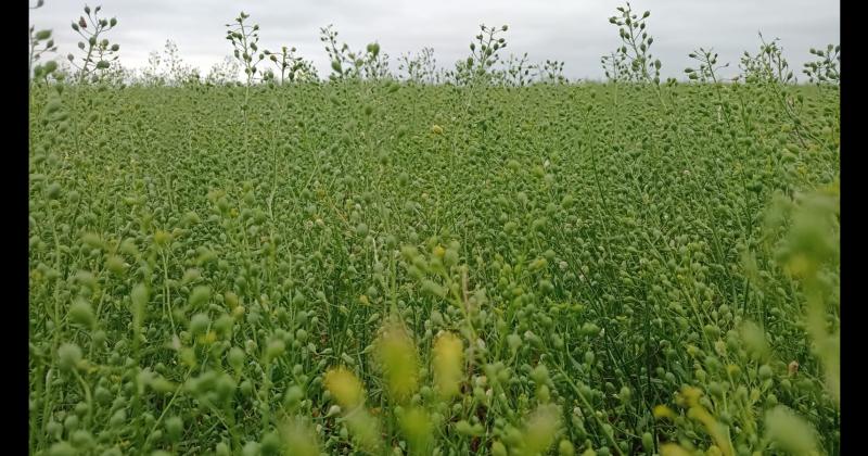 La camelina se utiliza como materia prima ultra baja en carbono para la producción de biocombustibles avanzados