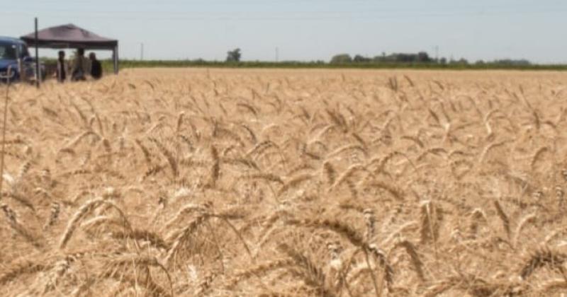 La intención de siembra del trigo para este invierno es superior a la de la campaña pasada