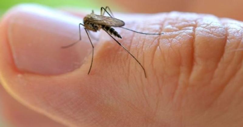 Este mosquito sólo invade en determinado momento de su ciclo ya cuando es adulto
