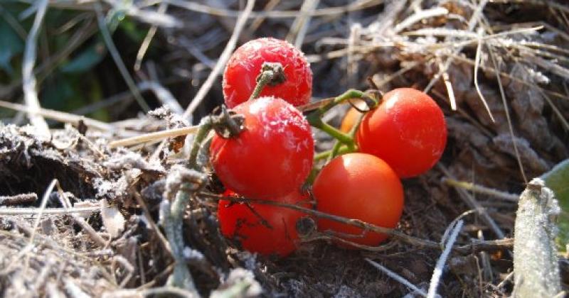 El tomate se vende hasta a 8000 pesos promedio el kilogramo