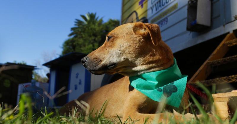 Se solicita llevar los gatos en carriers o jaulas y los perros con collar correa y bozal de ser necesario