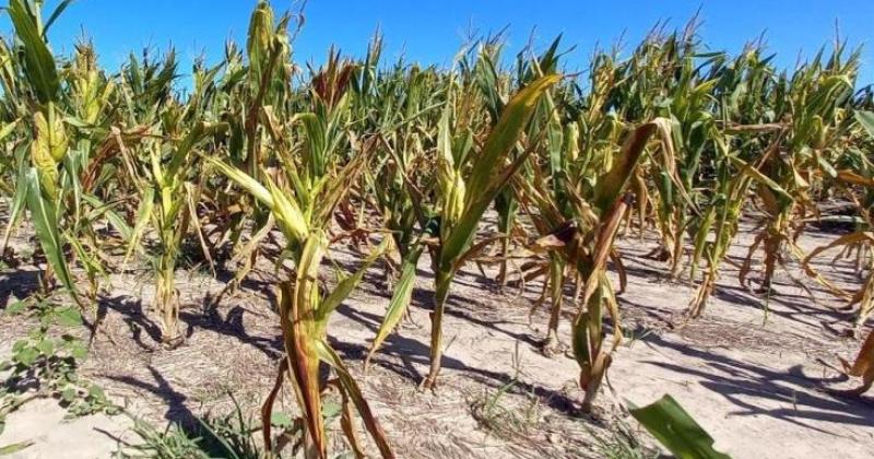 A nivel nacional se calcula por el momento una disminución del 20-en-porciento- como base en la siembra de maíz
