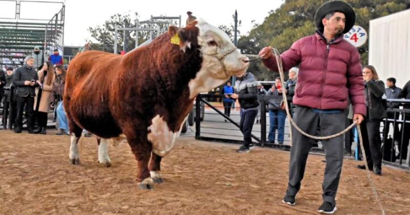 Místico es el nombre del primer ejemplar vacuno que ingresó para la Exposición de la SRA