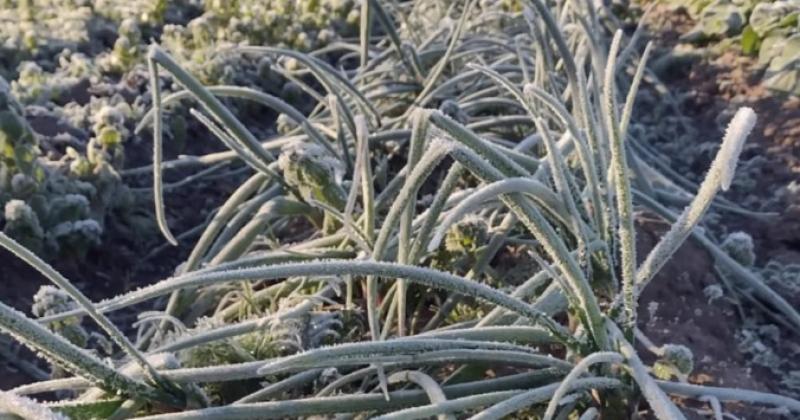 Los comerciantes del sector revelaron que la ola de frío provocó pérdidas de hasta el 70-en-porciento- de la producción de frutas y verduras en la provincia