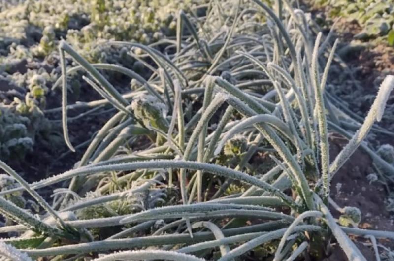 Los comerciantes del sector revelaron que la ola de frío provocó pérdidas de hasta el 70-en-porciento- de la producción de frutas y verduras en la provincia