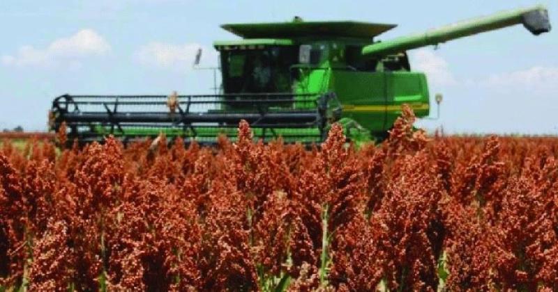 a superficie de sorgo de la campaña 2023-24 estuvo cerca del millón de hectreas