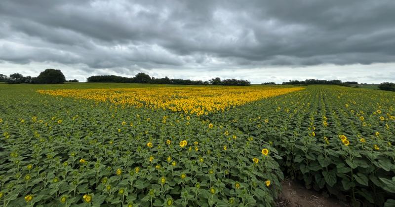 Varios factores hacen que algunos productores de la zona opten por el cultivo de girasol