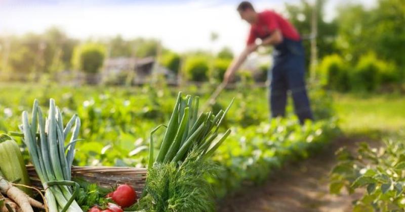 La producción local resulta de interés ya que un buen desarrollo del sector hortícola tendría varias ventajas