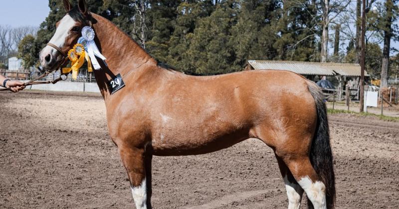 Una yegua de los Kehoe último ejemplar de la cabaña que logró la mxima distinción