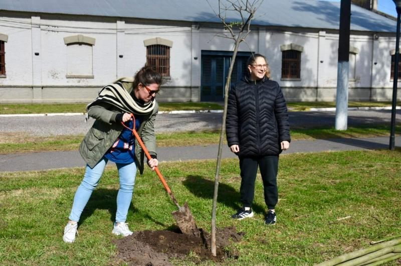 Los ejemplares aportados por als instituciones y plantados en conjunto fueron- 9 arce (Acer buergerianum) 6 jacarand 2 lapachos rosados 4 ceibos 2 tipas y 1 roble americano