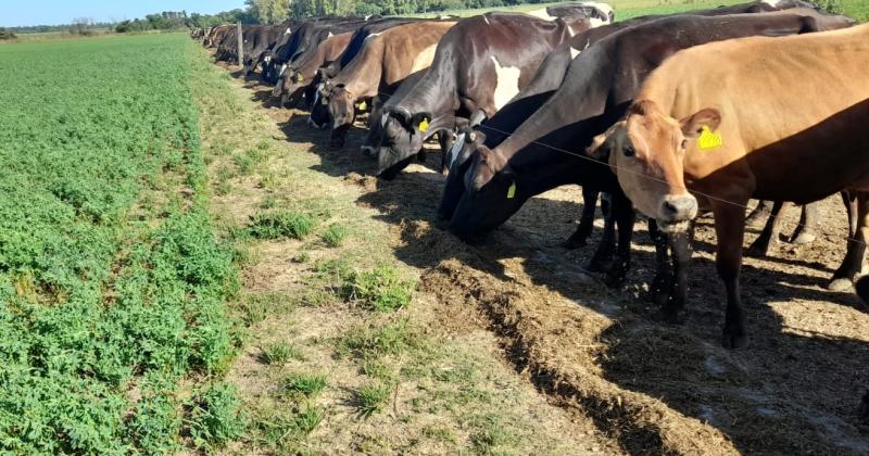 Las perspectivas del tambo son ms favorable que hace dos años producto de los mejores precios que est teniendo la leche