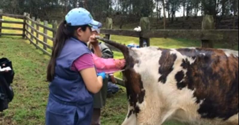 Muchas son las ventajas de la inseminación artificial