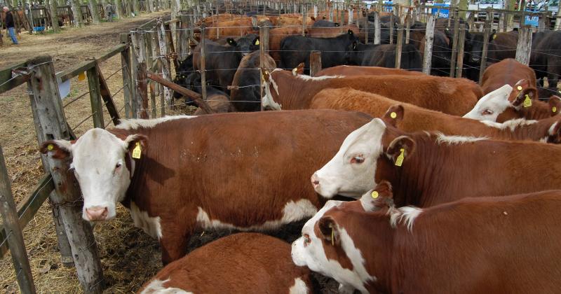 Del 12 al 15 de este mes se podr apreciar la excelencia genética de los productos de estas cabañas en la Expo Rural de Pergamino