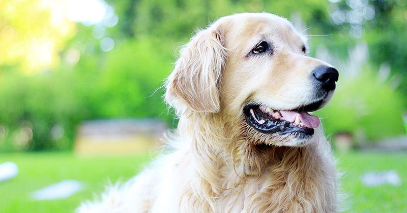 Los interesados podrn encontrar a su próxima mascota y darle una oportunidad de tener su propio hogar a los perros que habitan en los caniles municipales