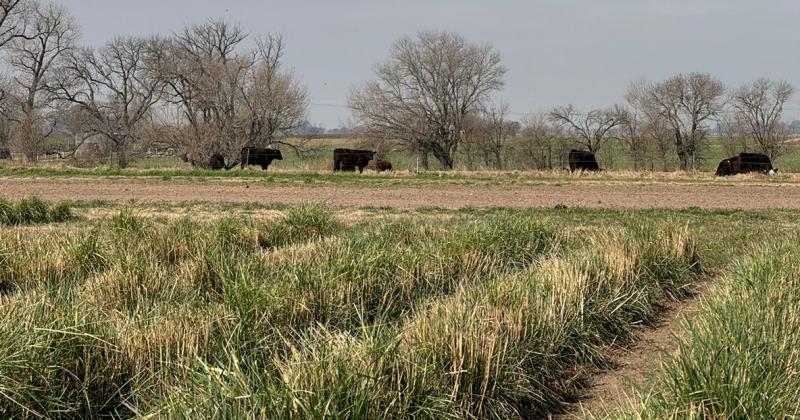 Las pasturas cultivadas son un elemento fundamental en la alimentación del ganado