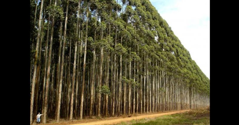 Se est imponiendo en la región núcleo pampeana  el arbolado en las orillas de los alambrados