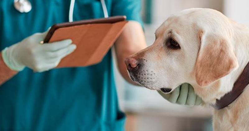 El motivo principal para ejecutar esta propuesta fue la amplia demanda de la gente para obtener atención veterinaria los fines de semana