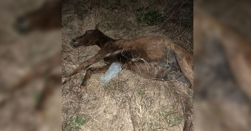 El caballo murió tras ser impactado por los dos vehículos que circulaban por el carril Pergamino - Arrecifes de la ruta 8