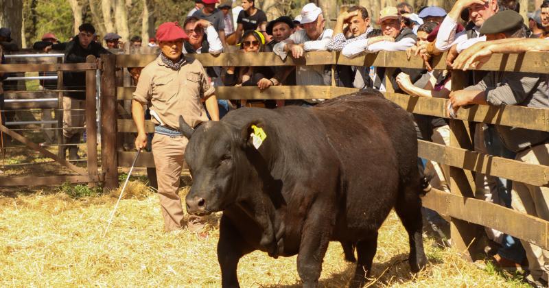 La 23° edición del remata de las cabañas De Buena Clase ser este martes desde las 14-00