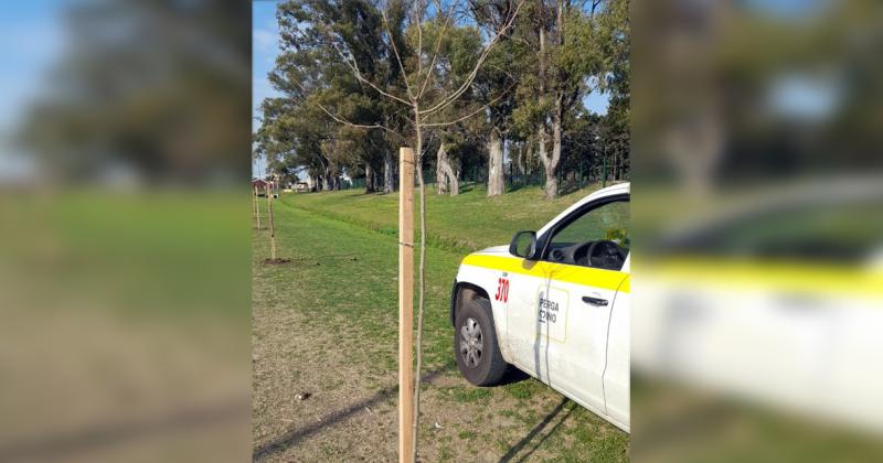 Durante los últimos días se llevaron a cabo plantaciones en varios sectores de la ciudad