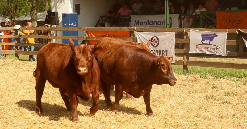 Salieron a la venta 40 toros y 180 vientres