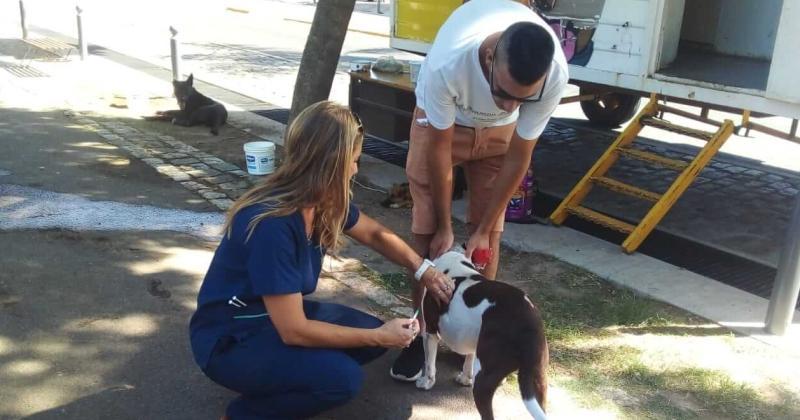 En Pergamino es permanente la vacunación antirrbica con campañas gratuitas y el apoyo de los veterinarios privados