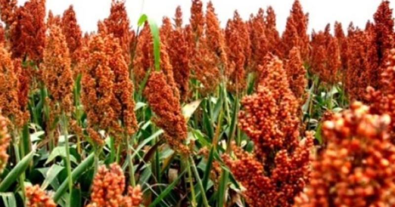 En la última campaña el rendimiento promedio del sorgo fue de 3000 kilos por hectrea